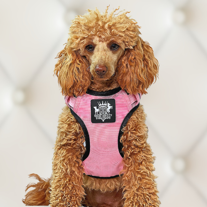 Poodle small dog harness