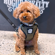 Poodle-small-dog-harness