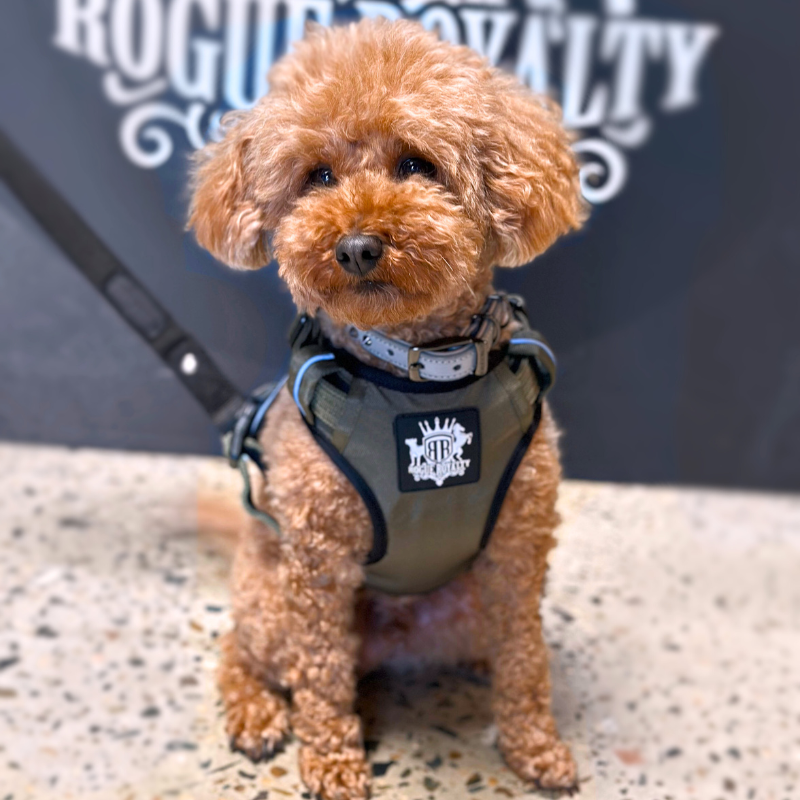 Poodle-small-dog-harness