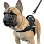 French bulldog wearing quickfit dog harness