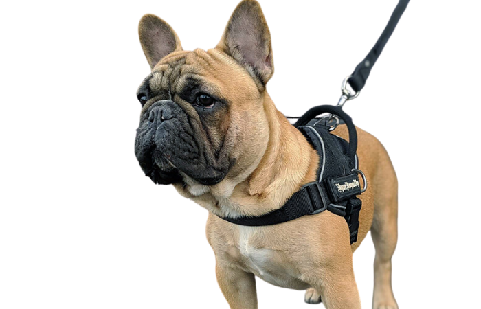 QUICK-FIT-harness-FRENCHIE