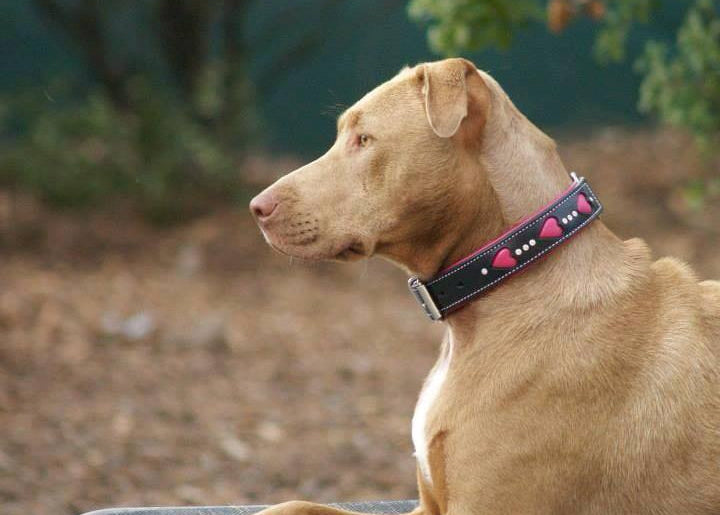 A tan dog in profile wearing a black collar with pink hearts and white stitching, set against a blurred outdoor background.
