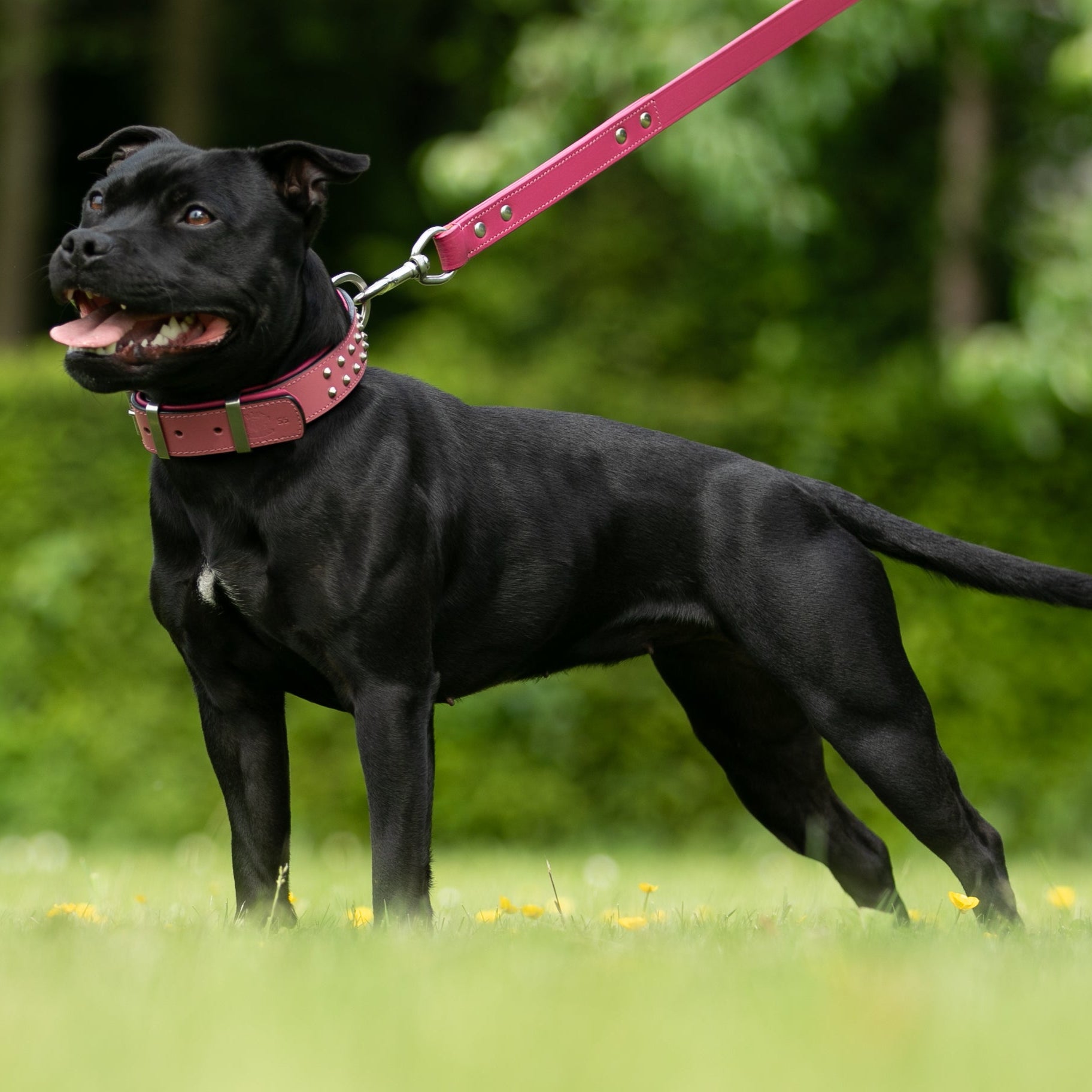 Staffordshire bull terrier in pink leather studded dog collar