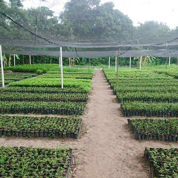 Gardening nursery with rows of plants under a canopy