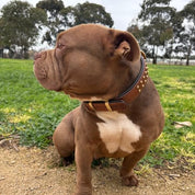 Hand made leather brown leather and brass dog collar