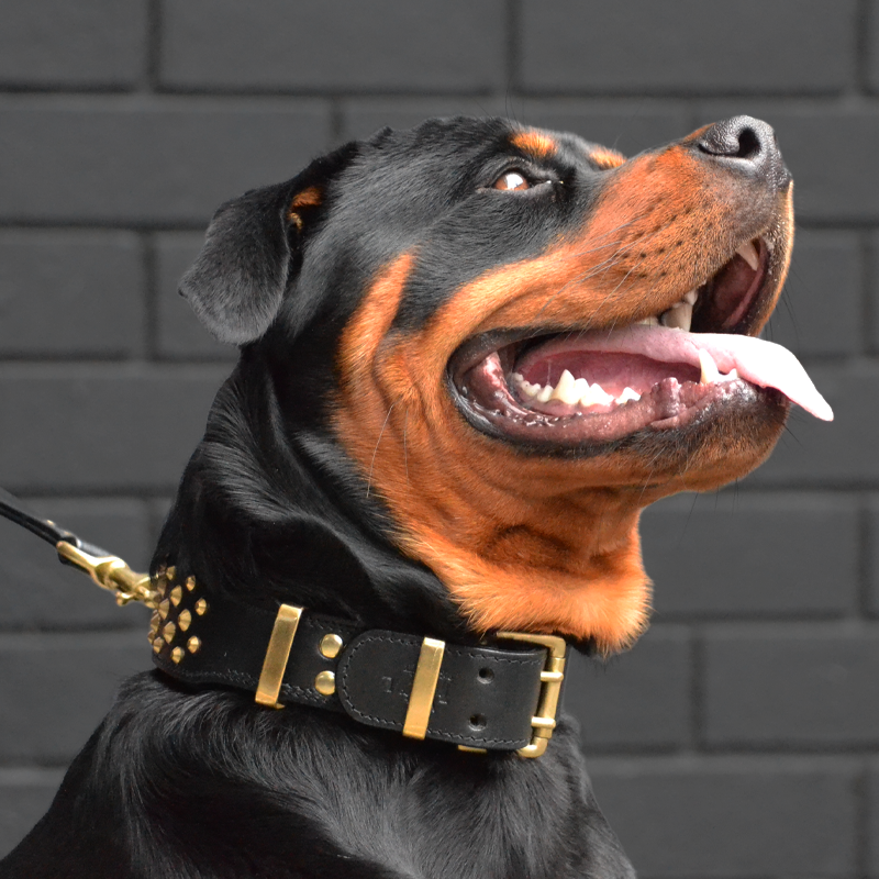 SS_84a0d079-0a12-4f3f-a847-b336c0f8fa99.png