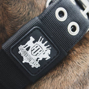 Close-up of a black dog collar with a brand logo on a brown fur background