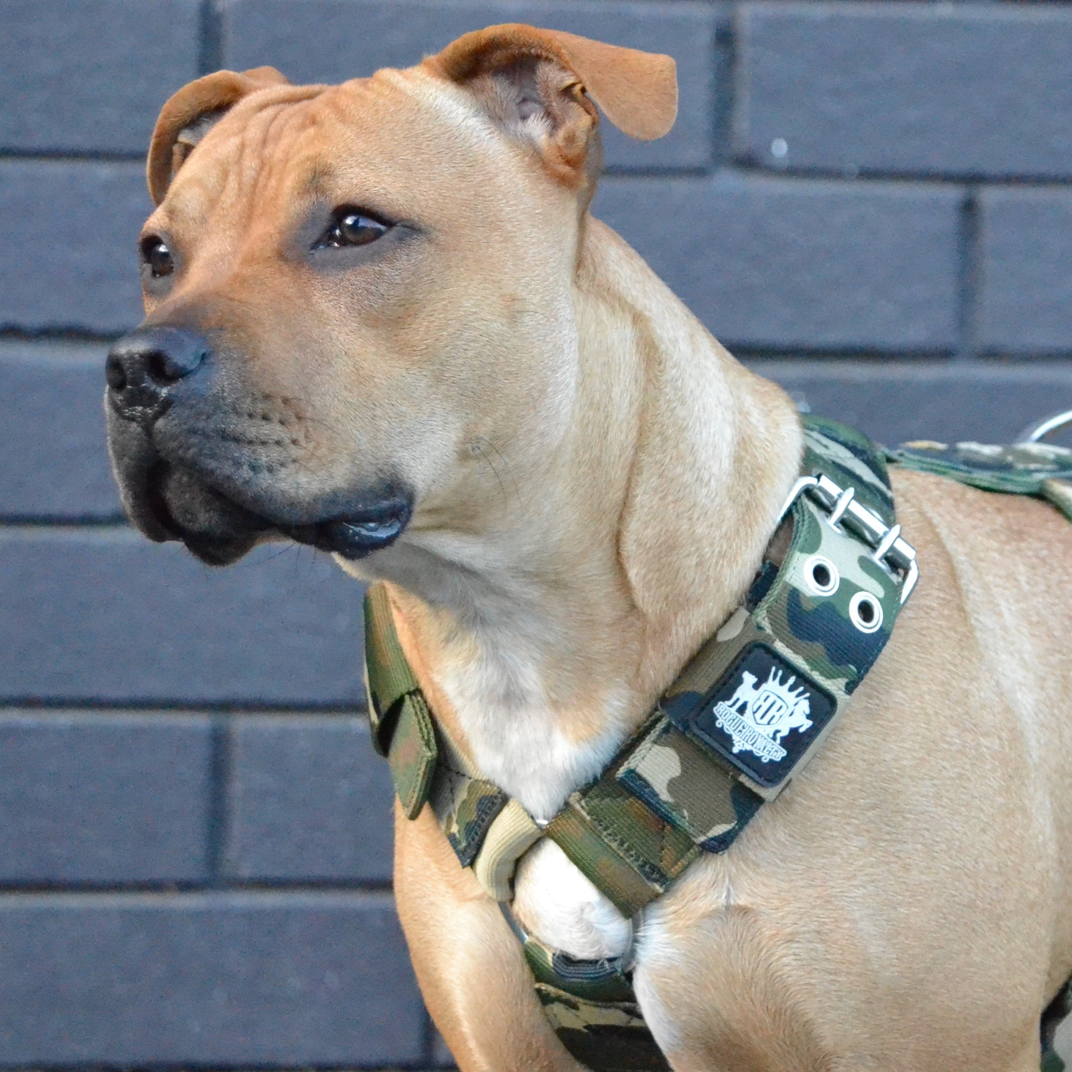 Dog wearing a Rogue Royalty SupaTuff camouflage harness against a brick wall background
