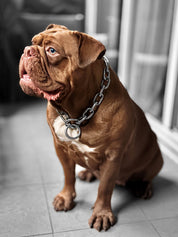 Chain Dog Collar - Titan Ultra Heavy Chain Link
