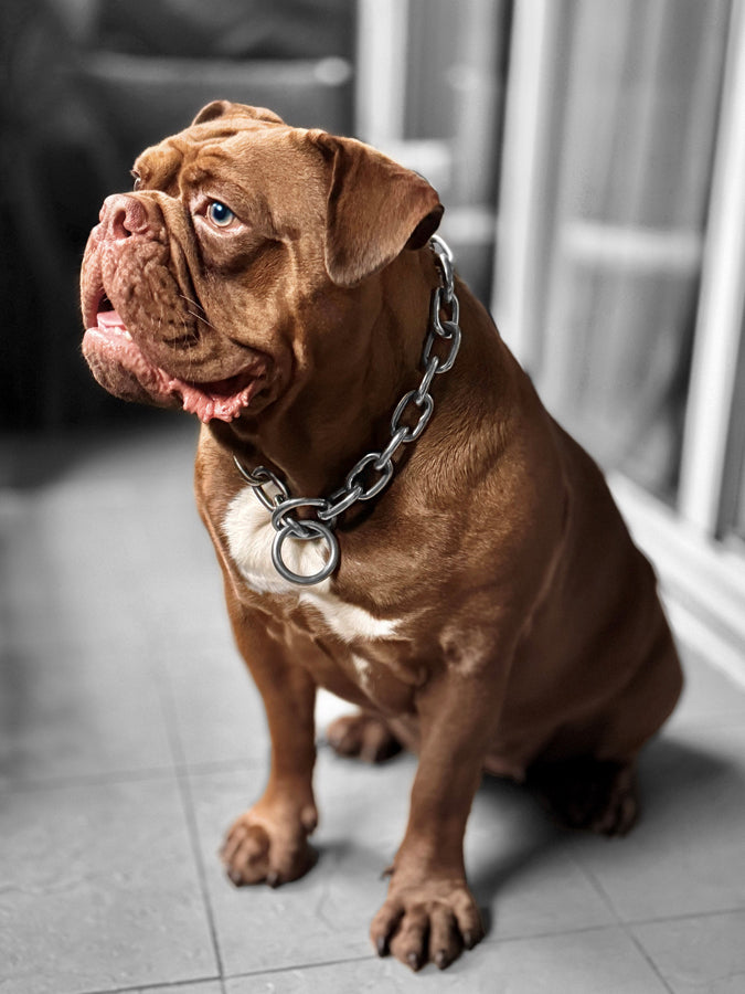 Chain Dog Collar - Titan Ultra Heavy Chain Link