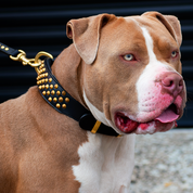 Hand Made Leather Dog Collar - Ruthless Black & Brass (Wide Fit)