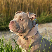 Hand Made Leather Dog Collar - Classic Buckskin (Wide Fit)