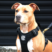 Dog Harness Active X Black