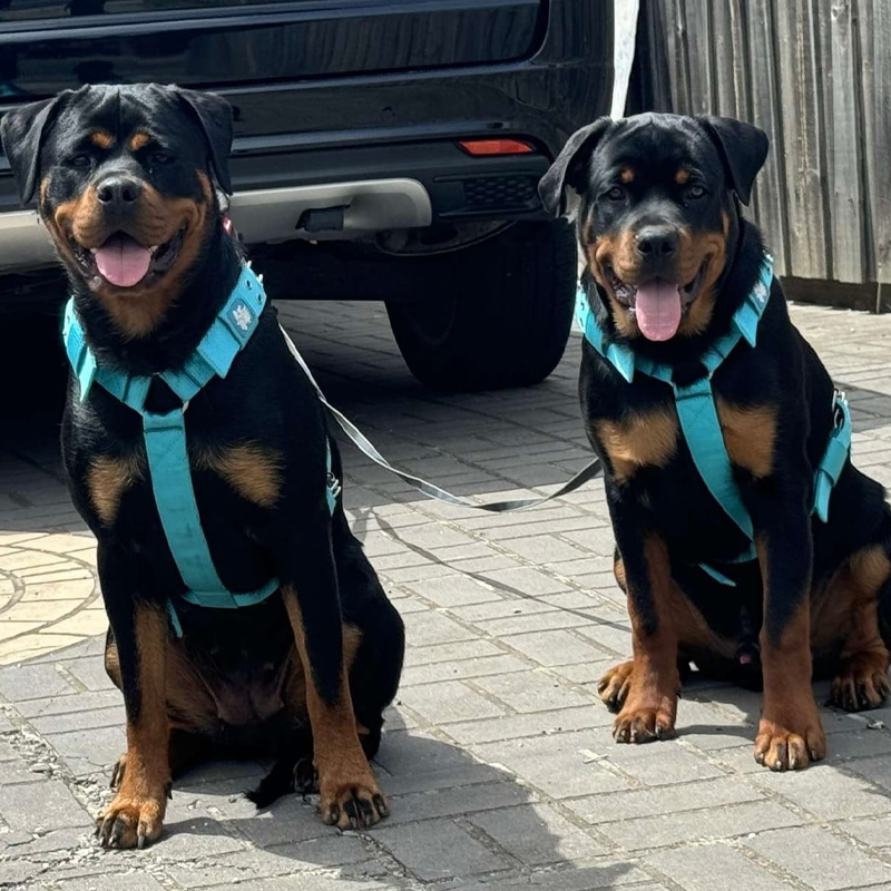 SUPATUFF® Strong Dog Harness Turquoise (Regular Fit)