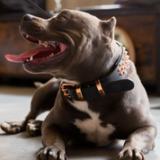 Hand Made Leather Dog Collar - Ruthless Black  & Rose Gold (Wide Fit)