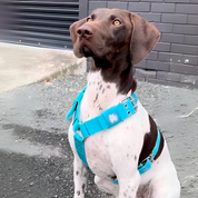 SUPATUFF® Strong Dog Harness Turquoise (Regular Fit)