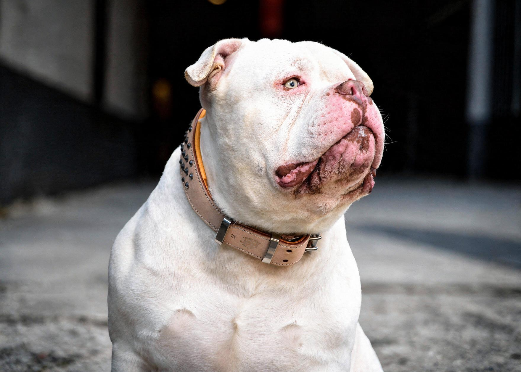 A white bulldog wearing a buckskin Rogue Royalty studded  leather dog collar with chrome hardware, photographed outdoors against a dark, blurred background.