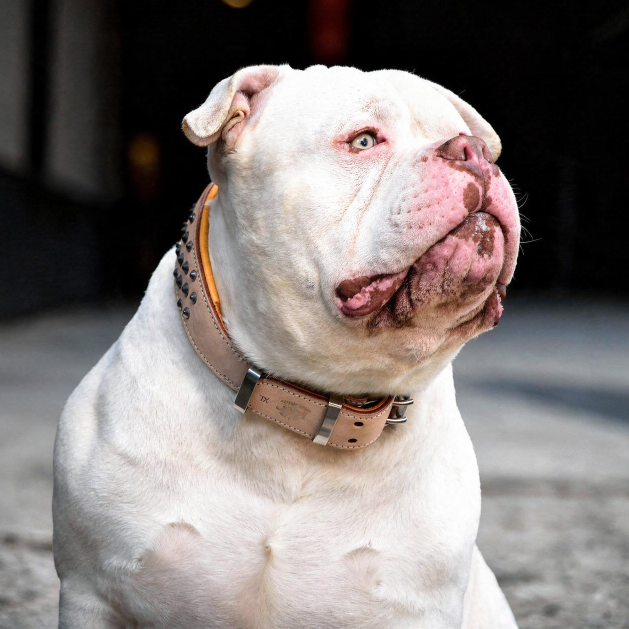 A white bulldog wearing a buckskin Rogue Royalty studded  leather dog collar with chrome hardware, photographed outdoors against a dark, blurred background.