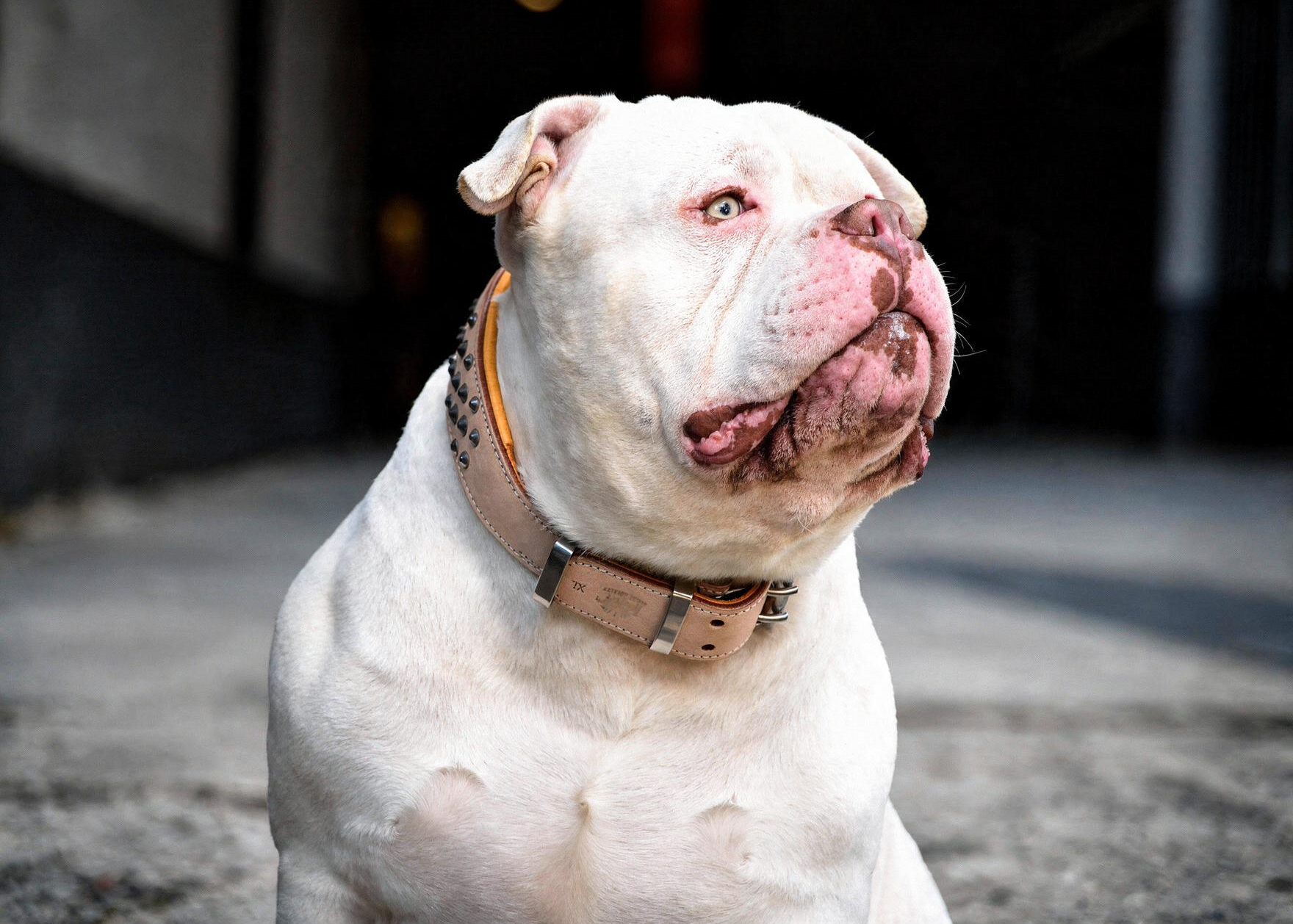 A white bulldog wearing a buckskin Rogue Royalty studded  leather dog collar with chrome hardware, photographed outdoors against a dark, blurred background.