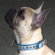 Hand Made Leather Dog Collar - Imperial Baby Blue & Rose Gold (Slim fit)
