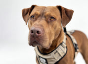 Dog Harness - Active X Sahara
