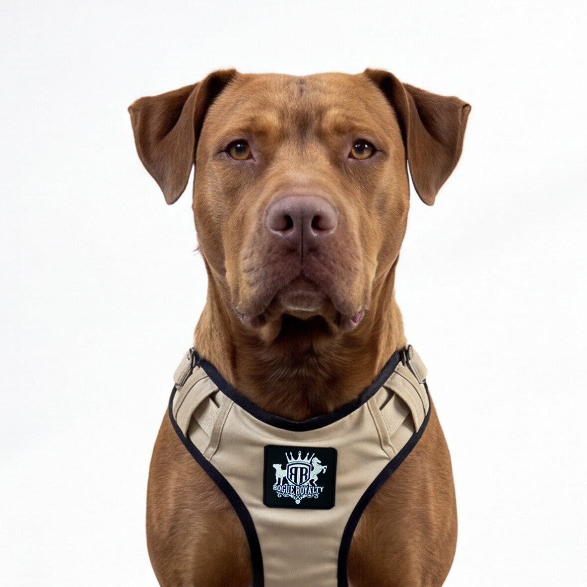 active-harness-sahara-pit4_7e9a81e2-b9df-4677-b287-a2b0e25a63c0.jpg