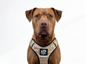 Dog Harness - Active X Sahara
