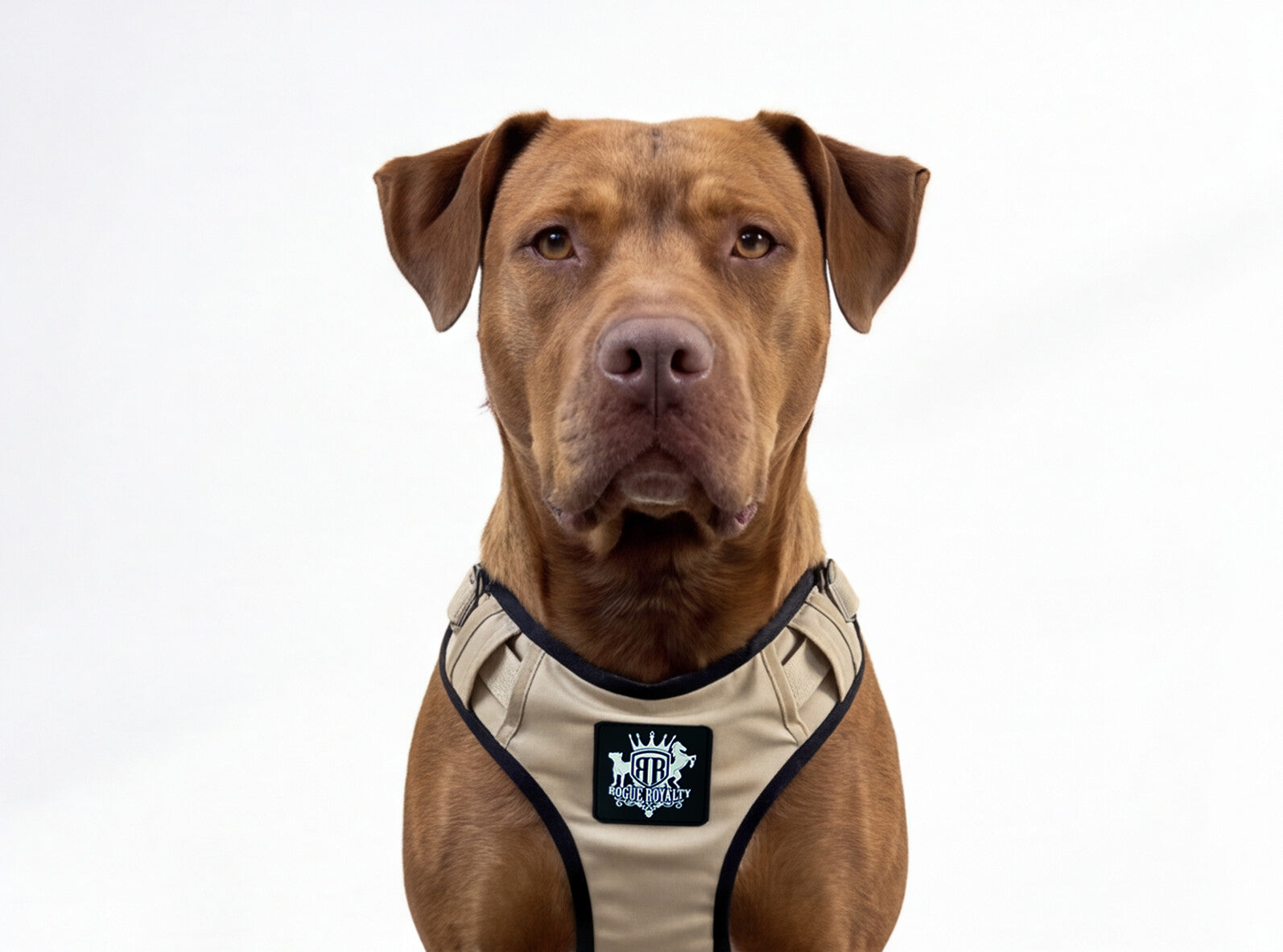 active-harness-sahara-pit4_7e9a81e2-b9df-4677-b287-a2b0e25a63c0.jpg