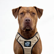Active-X Lightweight Dog Harness – Sahara Clearance