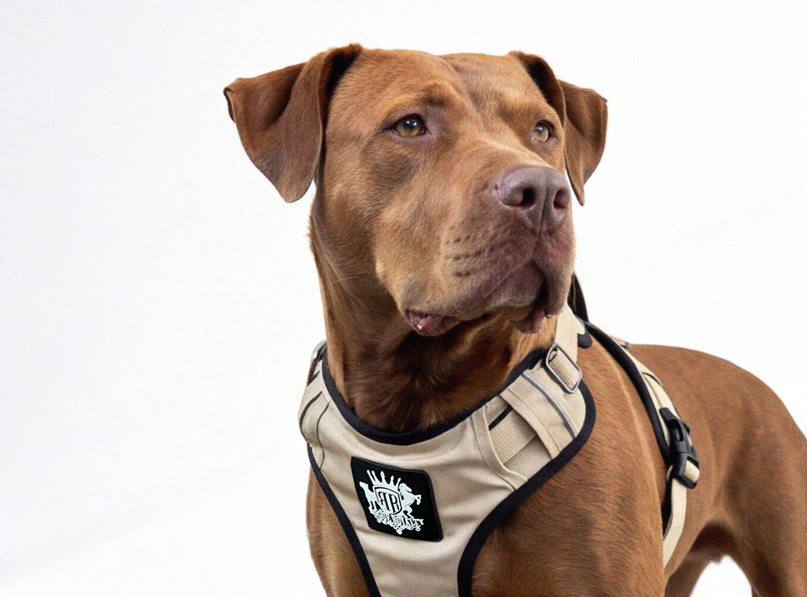 Dog Harness - Active X Sahara