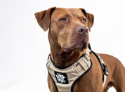 Dog Harness - Active X Sahara