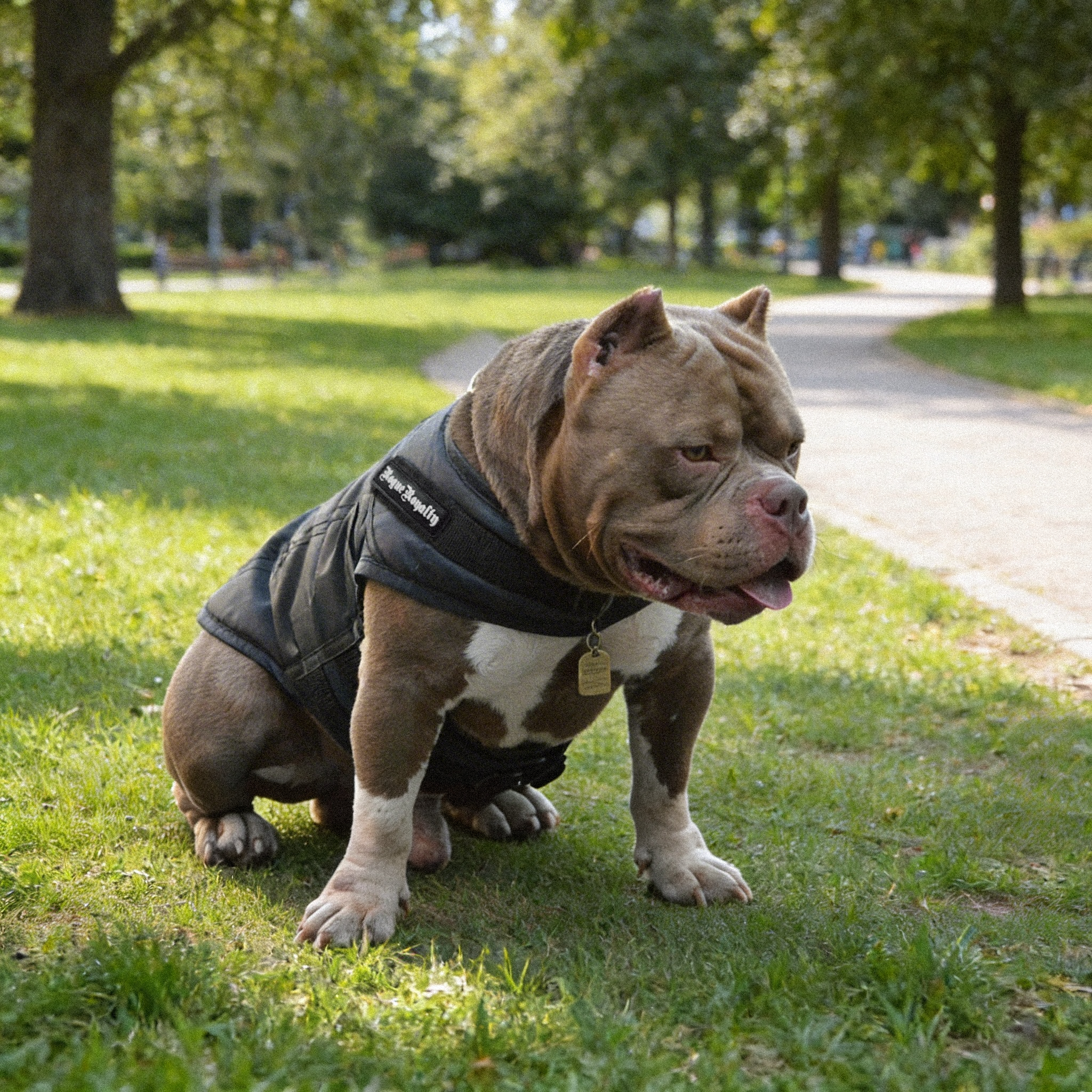 Rogue Active Dog Jacket Fast Fit - Black