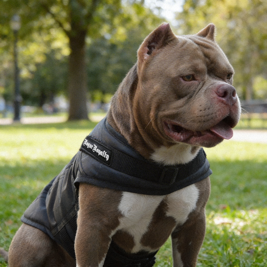 Rogue Active Dog Jacket Fast Fit - Black