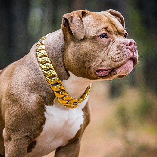 Luxury gold dog chain on bully dog.