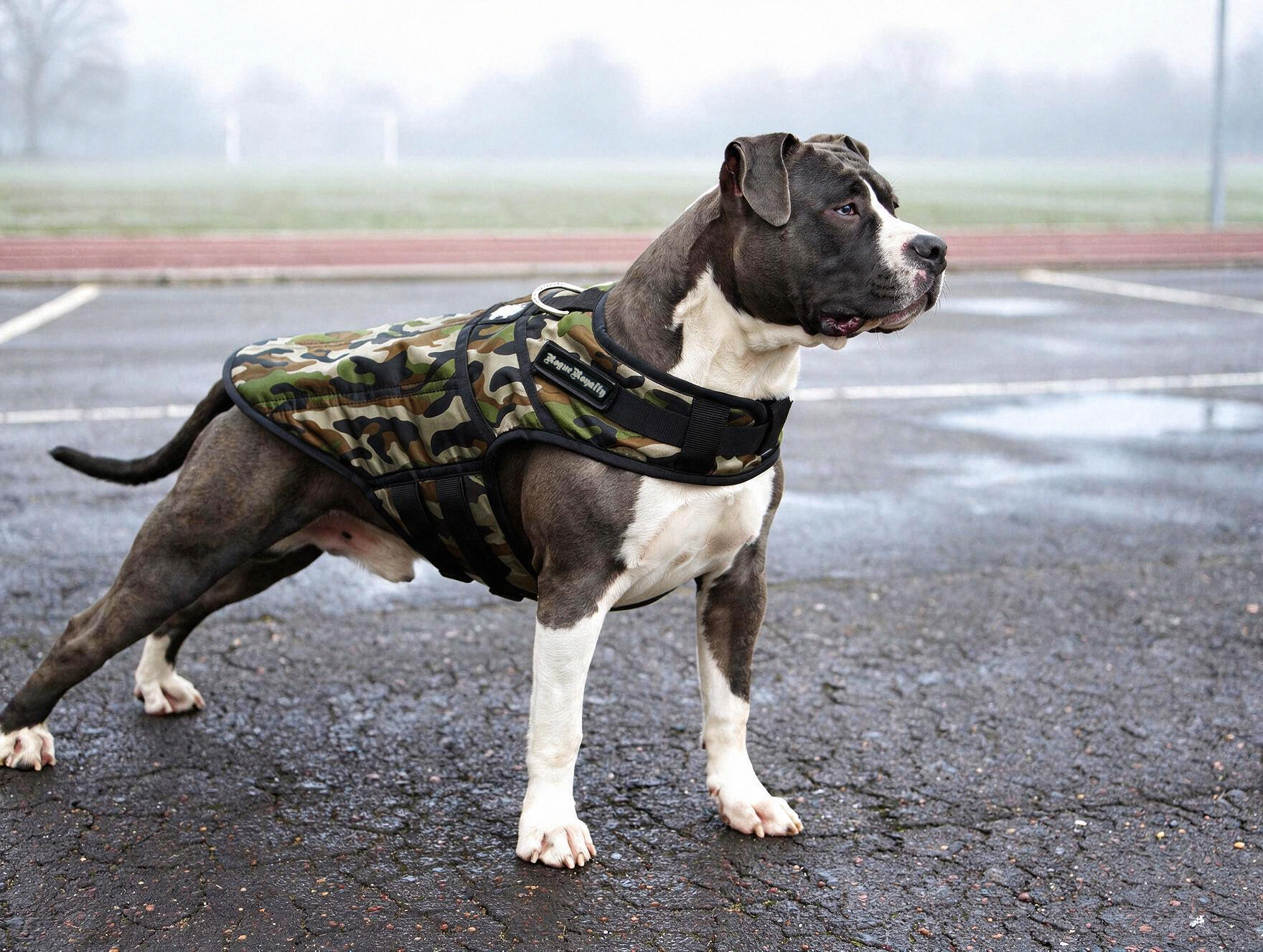american-staffordshire-dog-jacket.png