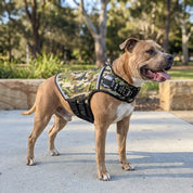 A brown Amstaff dog standing on a concrete path in a park, wearing a camouflage vest with black straps and a metal ID tag.