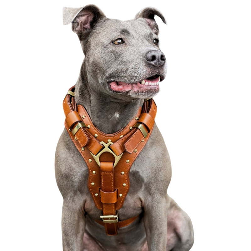 attila leather dog harness