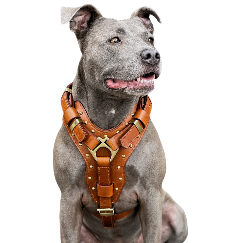 Leather Dog Harness - &quot;Attila&quot; Brown/Brass + FREE Leather Balm!
