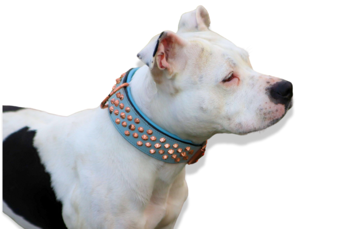 Hand Made Leather Dog Collar - Imperial Baby Blue &amp; Rose Gold (Wide Fit)