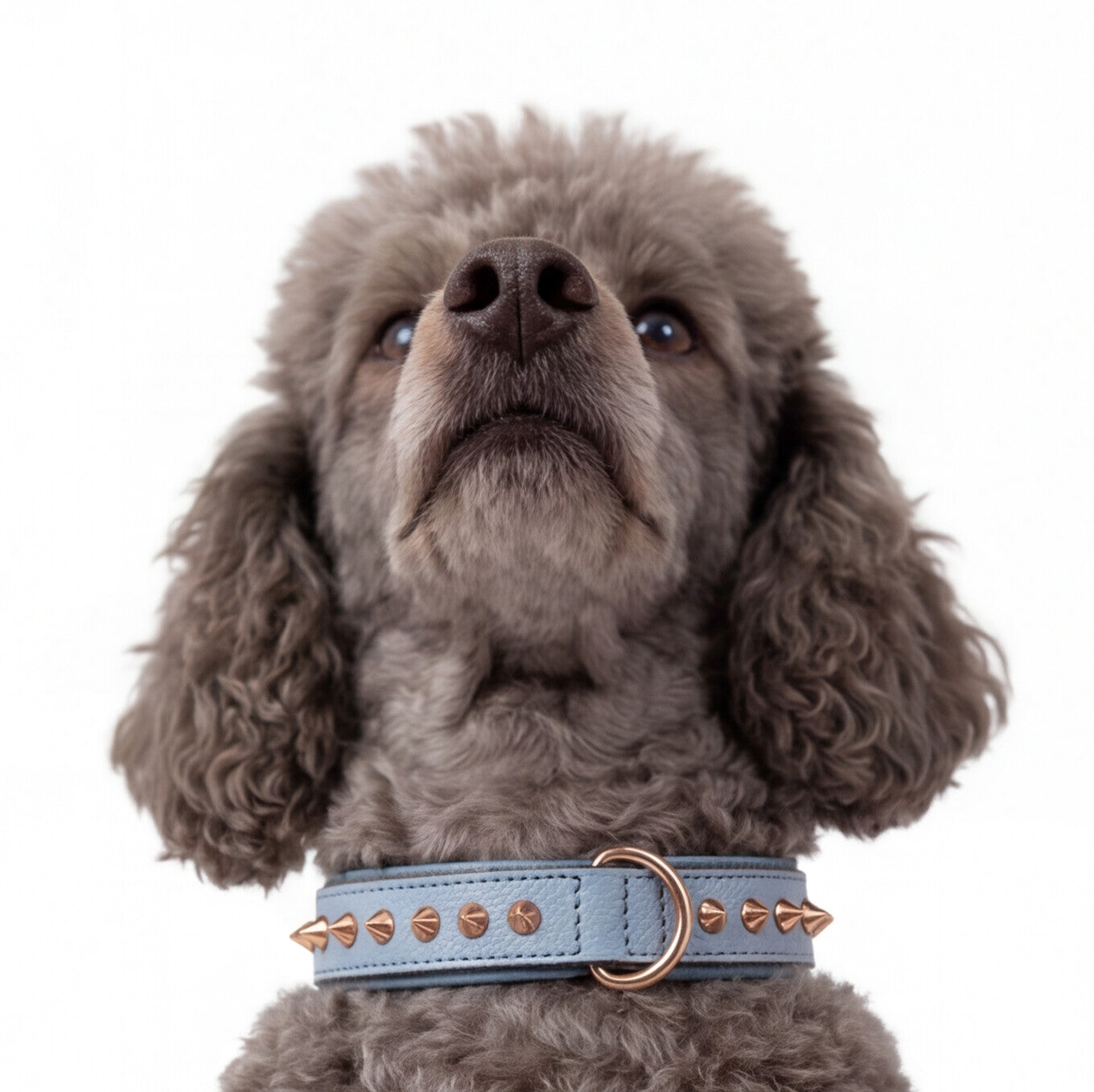 baby-blue-rose-gold-dog-collar-2.jpg