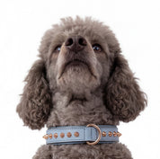 Hand Made Leather Dog Collar - Imperial Baby Blue & Rose Gold (Slim fit)