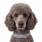 Hand Made Leather Dog Collar - Imperial Baby Blue & Rose Gold (Slim fit)