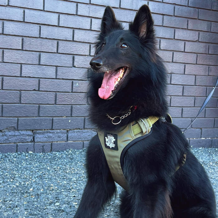 Dog Harness - Active X Green