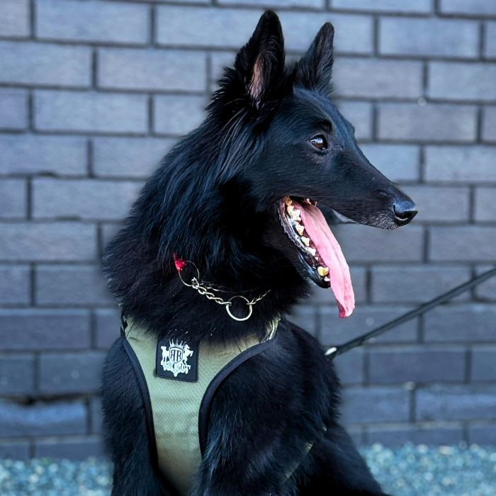 Dog Harness - Active X Green