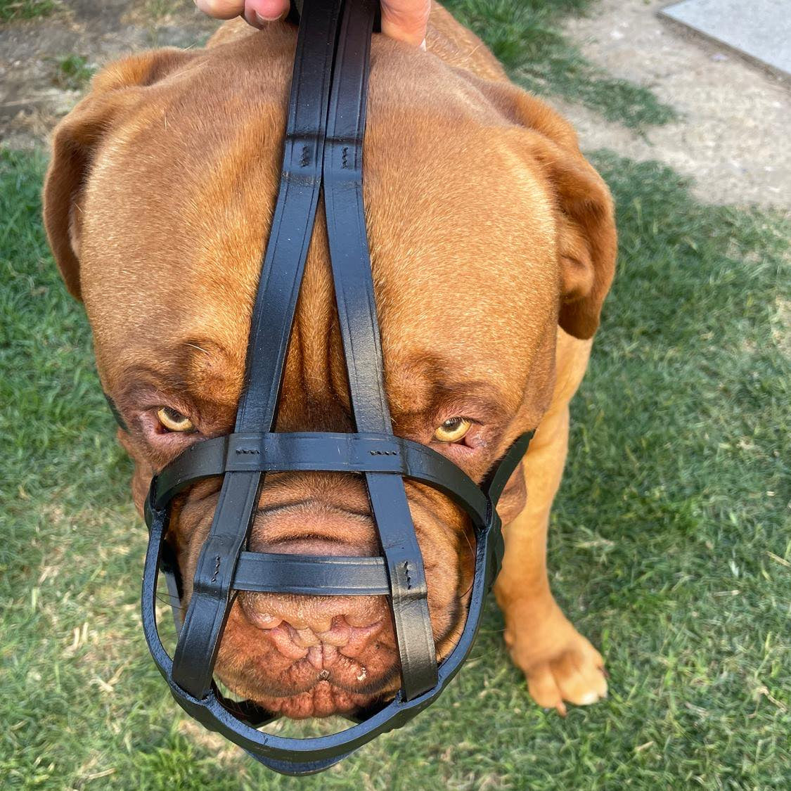 brachycephalic dog muzzle for short muzzle dogs 