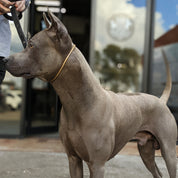 Brass Slip Dog Training Collar