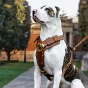 Leather Dog Harness - "Attila" Brown/Brass
