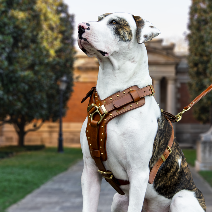 bull-arab-dog-harnesses.png