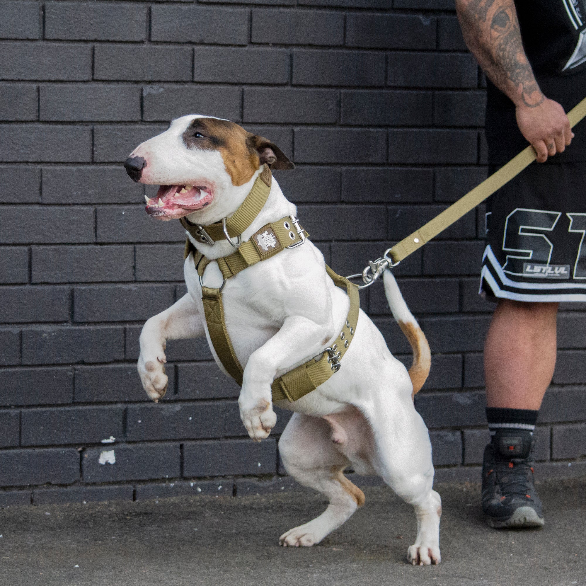 SUPATUFF® Dog Harness Heavy Duty Desert Wolf