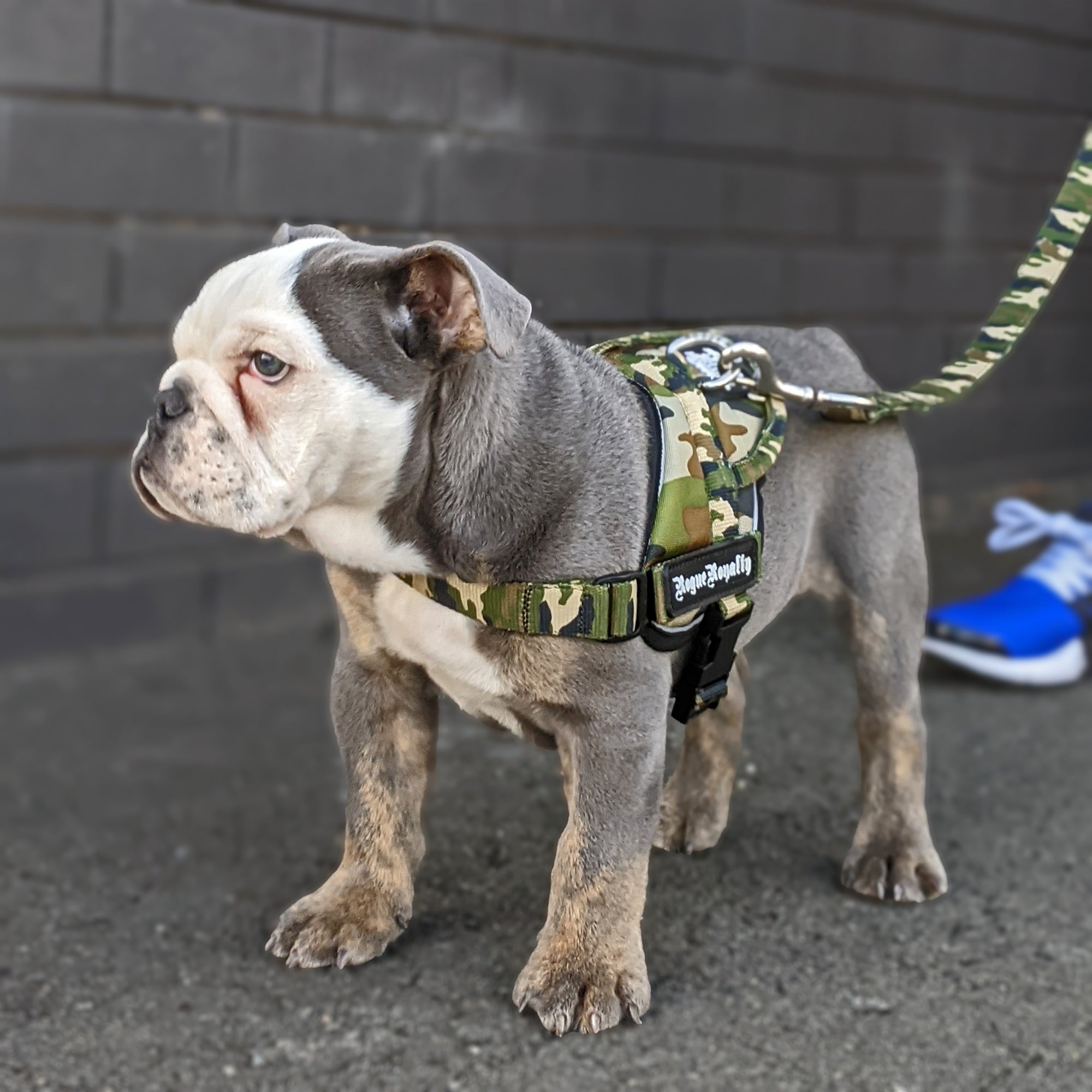 Puppy Harness - Quick Fit Camo